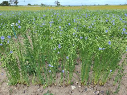 Click for 1 image(s) for this accession.